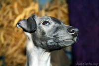 Щенок левретки от титулованный родителей - Изображение #1, Объявление #977246