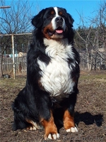 Продаем очаровательных щенков бернского зенненхунда - Изображение #2, Объявление #971999