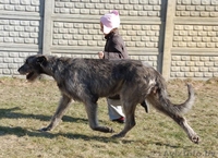 Ирландский волкодав - Изображение #2, Объявление #975249