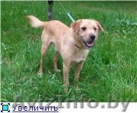 Рыжик-собака улыбка в дар - Изображение #4, Объявление #982475