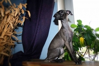 Щенок левретки от титулованный родителей - Изображение #4, Объявление #977246