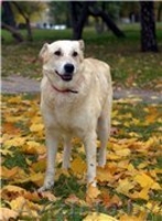 МАША – милая воспитанная девочка.  - Изображение #1, Объявление #982480