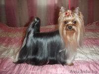 йоркширского терьера элитные щенки - Изображение #4, Объявление #976048