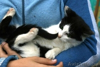 Крохе Домино 4 месяца, ребёнок здоров, приучен к лотку и когтеточке.  - Изображение #4, Объявление #976421