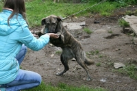 Молоденькая девочка с красивым тигроым окрасомв дар - Изображение #2, Объявление #973573