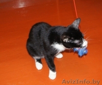 Ральф- котенок урчалочка, от домашней кошечки - Изображение #7, Объявление #931449