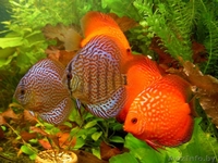 Продам фэн-шуй аквариум для привлечения удачи - Изображение #3, Объявление #981363