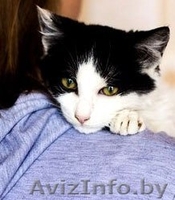 Крохе Домино 4 месяца, ребёнок здоров, приучен к лотку и когтеточке.  - Изображение #3, Объявление #976421