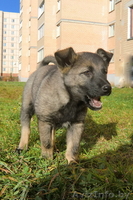 Забавный щенок Булька ищет дом - Изображение #2, Объявление #984325