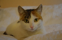 Кошечка Зефирка в дар - Изображение #4, Объявление #981328