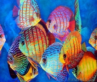 Продам фэн-шуй аквариум для привлечения удачи - Изображение #1, Объявление #981363