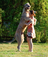 Ирландский волкодав - Изображение #1, Объявление #975249