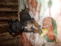 Щенки ищут новый дом - Изображение #1, Объявление #981684