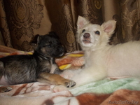 Щенки ищут новый дом - Изображение #2, Объявление #981684