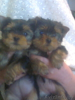 йоркширского терьера элитные щенки - Изображение #3, Объявление #976048
