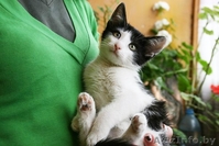 Крохе Домино 4 месяца, ребёнок здоров, приучен к лотку и когтеточке.  - Изображение #2, Объявление #976421