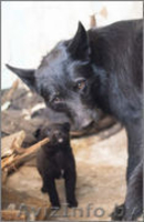 ПЕТРА - нежная, деликатная девочка семейного типа.  - Изображение #2, Объявление #982481