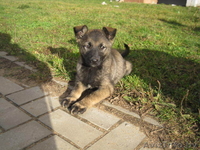 Забавный щенок Булька ищет дом - Изображение #1, Объявление #984325