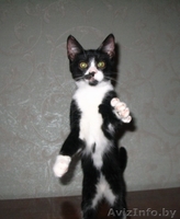 Ральф- котенок урчалочка, от домашней кошечки - Изображение #6, Объявление #931449