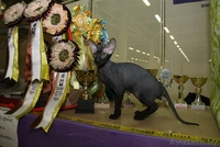 Породный Петербургский сфинкс для разведения, выставок - Изображение #2, Объявление #980005