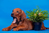 Великолепные щенки родезийского риджбека - Изображение #4, Объявление #972934