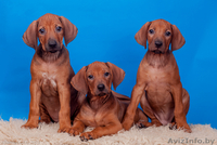 Великолепные щенки родезийского риджбека - Изображение #2, Объявление #972934