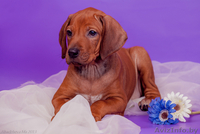 Великолепные щенки родезийского риджбека - Изображение #3, Объявление #972934