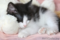 Крохе Домино 4 месяца, ребёнок здоров, приучен к лотку и когтеточке.  - Изображение #1, Объявление #976421