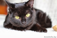 Ласковый, игривый черненький котик в добрые ручки! - Изображение #1, Объявление #981333