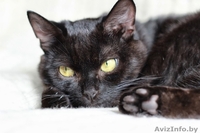 Ласковый, игривый черненький котик в добрые ручки! - Изображение #3, Объявление #981333