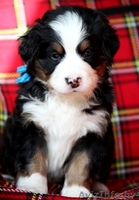 Продаем очаровательных щенков бернского зенненхунда - Изображение #1, Объявление #971999