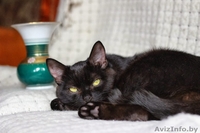 Ласковый, игривый черненький котик в добрые ручки! - Изображение #4, Объявление #981333