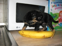 Осторожно! Во дворе злая собака, смотрите не наступите!  - Изображение #1, Объявление #977296