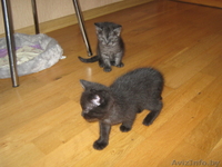 Если кому-то нужен позитив! - Изображение #1, Объявление #968413