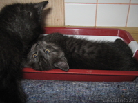 Если кому-то нужен позитив! - Изображение #3, Объявление #968413