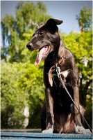 Айви - обаятельная и привлекательная молодая особа 5 месяцев ищет дом! - Изображение #2, Объявление #970868