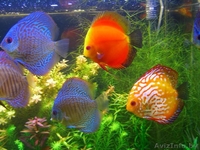 Продам фэн-шуй аквариум для привлечения удачи - Изображение #8, Объявление #981363