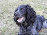 русский спаниель вязка - Изображение #2, Объявление #974196