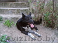 ТАМИР – Защитник и Друг. - Изображение #3, Объявление #982479