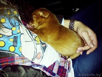 Карликовый пинчер, той терьер, цварчпинчер - Изображение #3, Объявление #972046