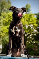 Айви - обаятельная и привлекательная молодая особа 5 месяцев ищет дом! - Изображение #3, Объявление #970868