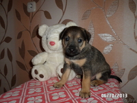 Милые щеночки в дар - Изображение #1, Объявление #974164
