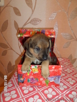 Милые щеночки в дар - Изображение #3, Объявление #974164
