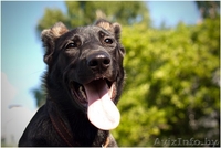 Айви - обаятельная и привлекательная молодая особа 5 месяцев ищет дом! - Изображение #4, Объявление #970868