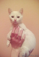 белый котенок в дар! - Изображение #1, Объявление #976163