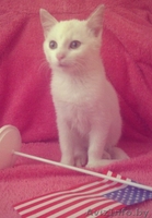 белый котенок в дар! - Изображение #2, Объявление #976163