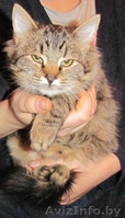 Алиса, кошечка-подросток в дар - Изображение #4, Объявление #987408