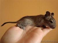 Песчаные белки Дегу - Изображение #2, Объявление #996670