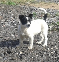 Черырехмесячные щенки мелких родителей в дар - Изображение #1, Объявление #992282