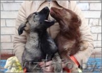 Щенок Бася - девочка цвета молочного шоколада в дар - Изображение #2, Объявление #988824